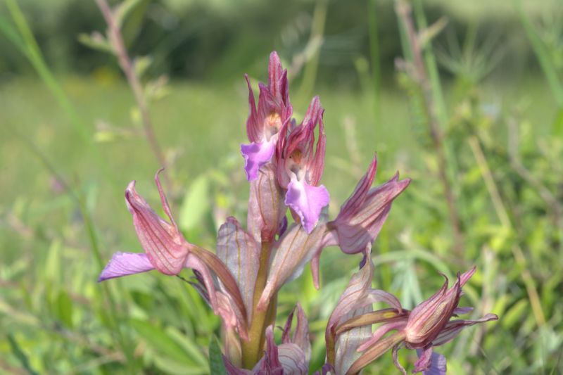 Anacamptis papilionacea